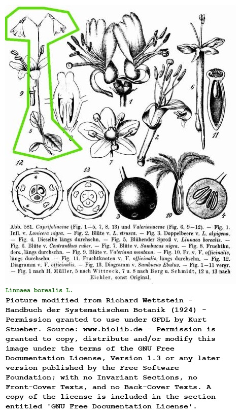 Linnaea borealis L.